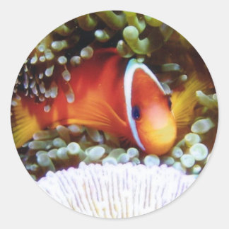 Fiji Tomato Clown Runder Aufkleber