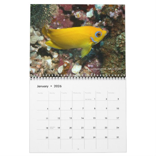 Fijian Reef Fish Calendar 1 Kalender (Jan 2026)