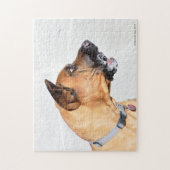 Fila Brasiliero Mastiff Jigsaw Puzzle (Vertikal)