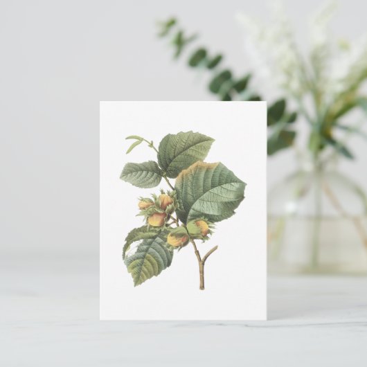 Filbert(Corylus maxima) von Redouté Postkarte (Stehend Vorderseite)