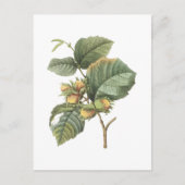 Filbert(Corylus maxima) von Redouté Postkarte (Vorderseite)
