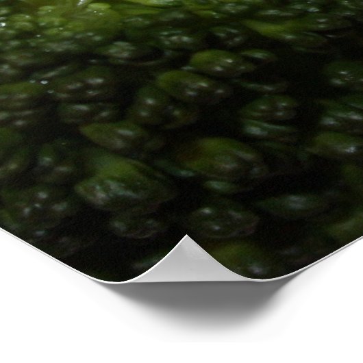 Filet Mignon Poster (Ecke)