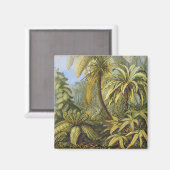 Filicinae (Ferns), Ernst Haeckel Art Magnet (Vorderseite/Rückseite)