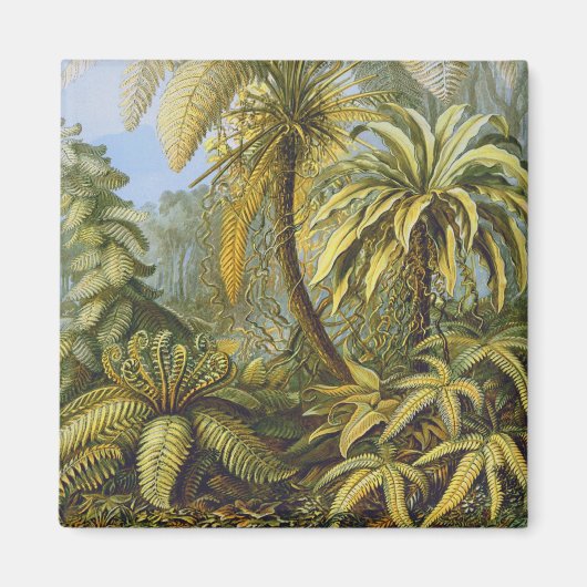 Filicinae (Ferns), Ernst Haeckel Art Magnet (Vorne)