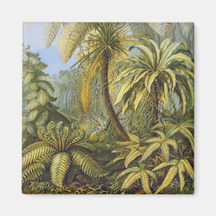 Filicinae (Ferns), Ernst Haeckel Fine Art Magnet