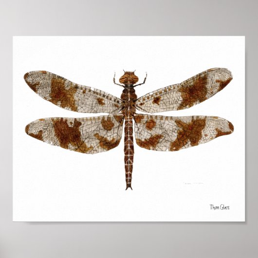 Filigree Skimmer Dragonfly Poster (Vorne)