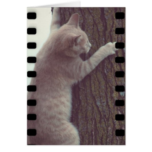 Film Racker (Vorne)