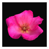 Filzstift-Rose Fotodruck (Vorne)