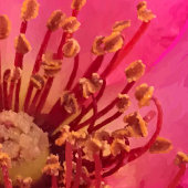 Filzstift-Rose Fotodruck