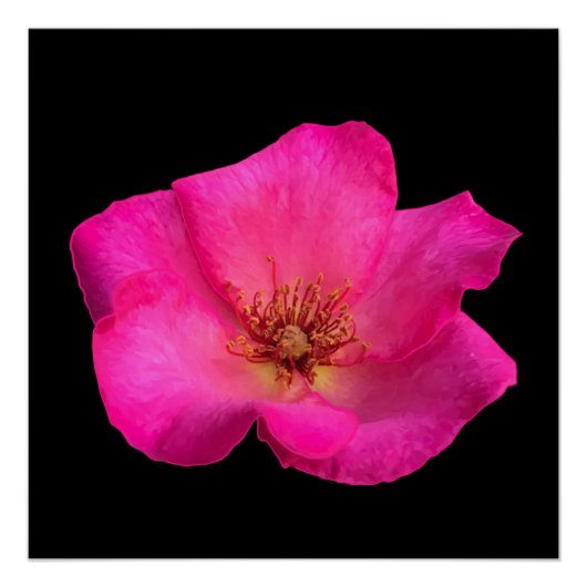 Filzstift Rose Poster (Vorderseite)