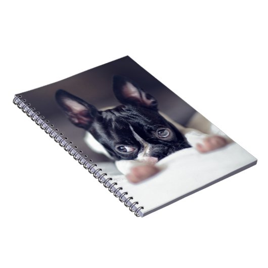 Fina das Boston Terrier Notizblock (Rechte Seite)