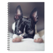 Fina das Boston Terrier Notizblock (Vorderseite)