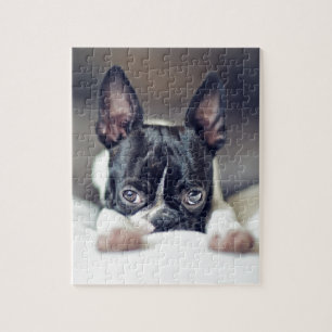 Fina das Boston Terrier Puzzle