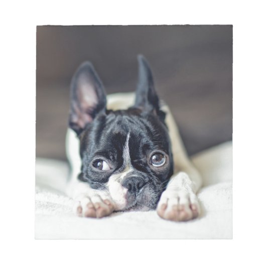 Fina the Boston Terrier Notizblock (Vorderseite)
