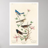 Finale von Audubon Poster (Vorne)