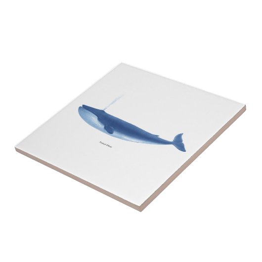 Finback-Wal-Nr. 4- Meeressäugetier-Seedekor Fliese (Seite)