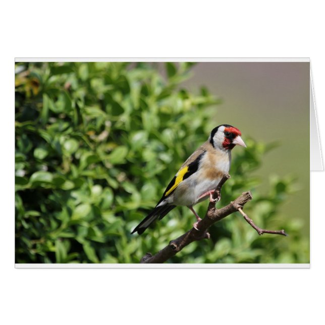 FInch (Vorderseite (Horizontal))
