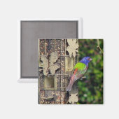 finch-1-feb5-06 magnet (Vorderseite/Rückseite)