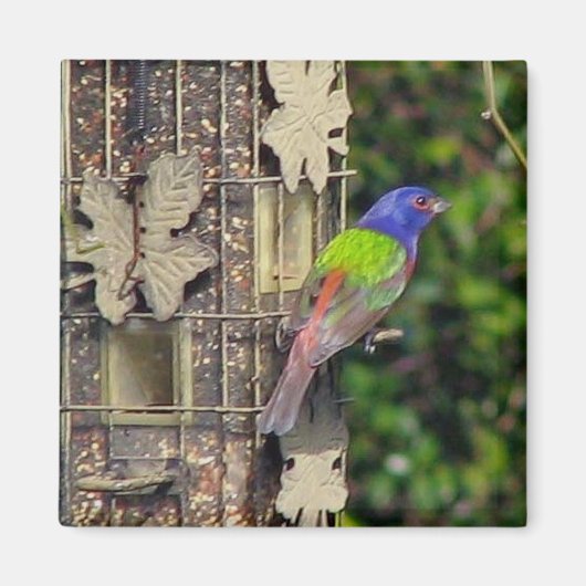 finch-1-feb5-06 magnet (Vorne)