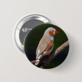 Finch Abzeichen Button (Vorne & Hinten)