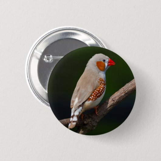 Finch Abzeichen Button (Vorne & Hinten)