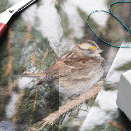 Finch auf Kiefernzweig Seidenpapier