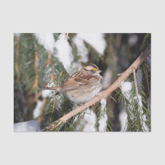 Finch auf Kiefernzweig Seidenpapier (Vorderseite)