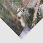 Finch auf Kiefernzweig Seidenpapier (Ausschnitt)