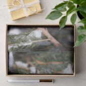 Finch auf Kiefernzweig Seidenpapier (Geschenk)