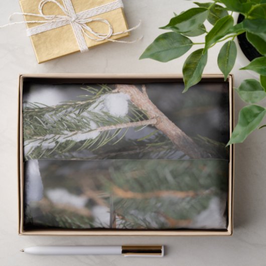 Finch auf Kiefernzweig Seidenpapier (Geschenk)