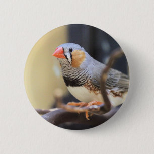 Finch Button