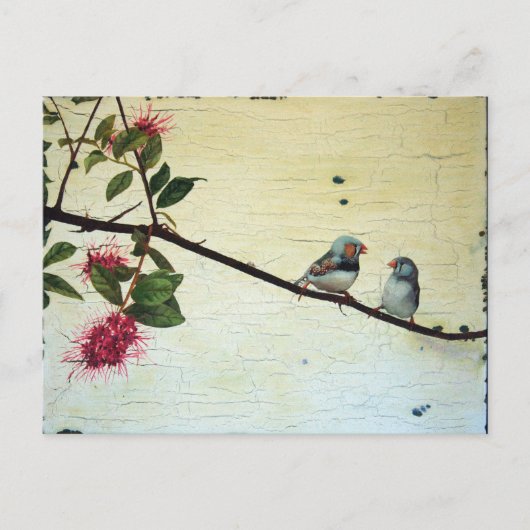 Finch Conversation Postcard Postkarte (Vorderseite)
