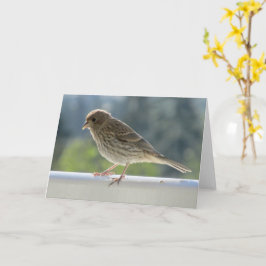 Finch in der Morgensonne. Karte