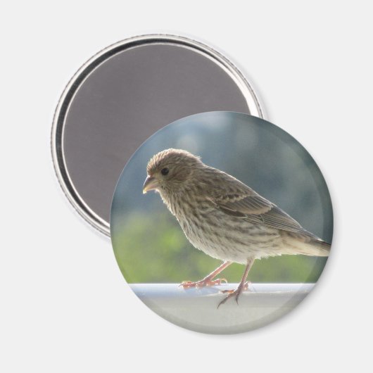 Finch in der Morgensonne. Magnet (Vorderseite/Rückseite)