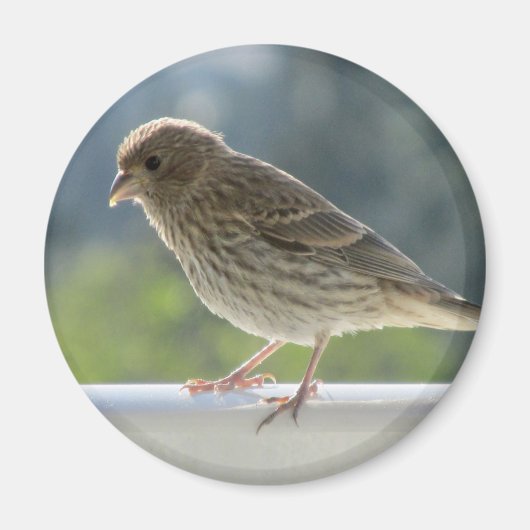 Finch in der Morgensonne. Magnet (Vorne)