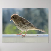Finch in der Morgensonne. Poster (Vorne)