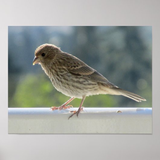 Finch in der Morgensonne. Poster (Vorne)
