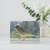 Finch in der Morgensonne. Postkarte (Stehend Vorderseite)