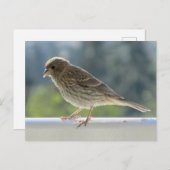 Finch in der Morgensonne. Postkarte (Vorne/Hinten)