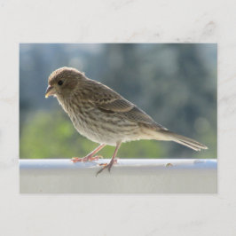 Finch in der Morgensonne. Postkarte