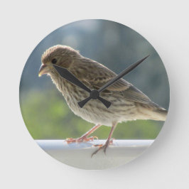 Finch in der Morgensonne. Runde Wanduhr