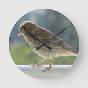 Finch in der Morgensonne. Runde Wanduhr