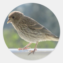 Finch in der Morgensonne.