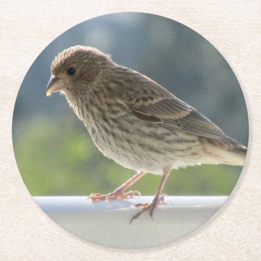 Finch in der Morgensonne. Runder Pappuntersetzer (Vorderseite)