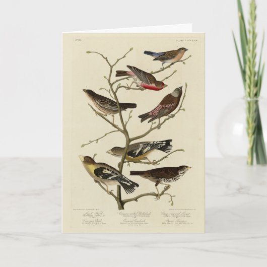 Finch, Jagd, Grosbeak, Audubon Birds of America Karte (Vorderseite)