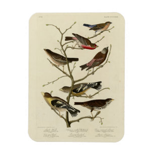 Finch, Jagd, Grosbeak, Audubon Birds of America Magnet