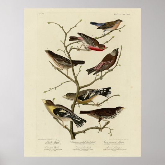 Finch, Jagd, Grosbeak, Audubon Birds of America Poster (Vorne)