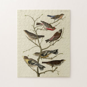 Finch, Jagd, Grosbeak, Audubon Birds of America Puzzle