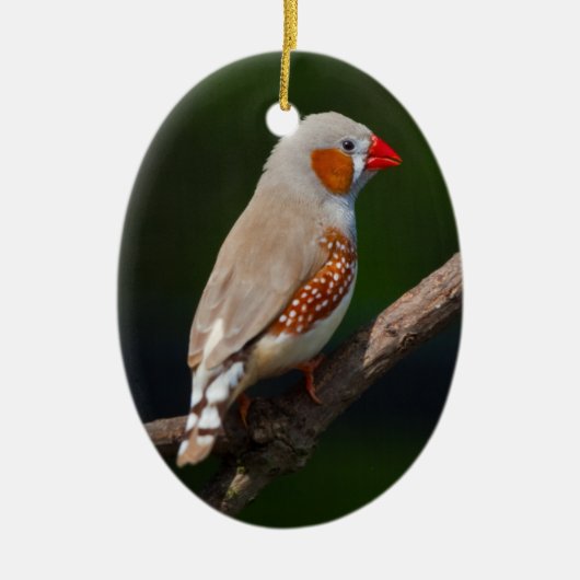 Finch Ornament (Vorne)