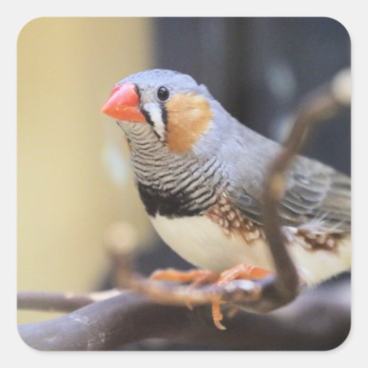 Finch Quadratischer Aufkleber (Vorderseite)